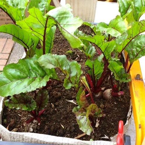 Plants grown by the group