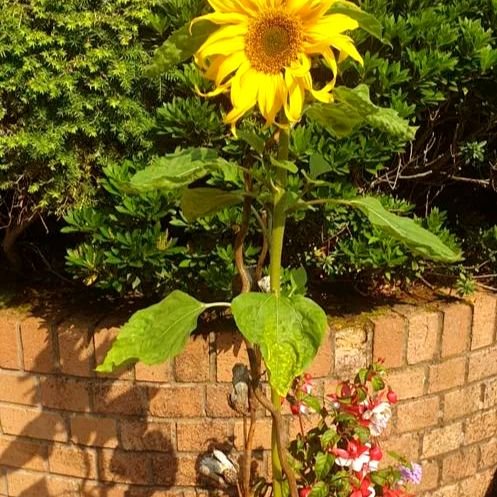 A sunflower grown by the group