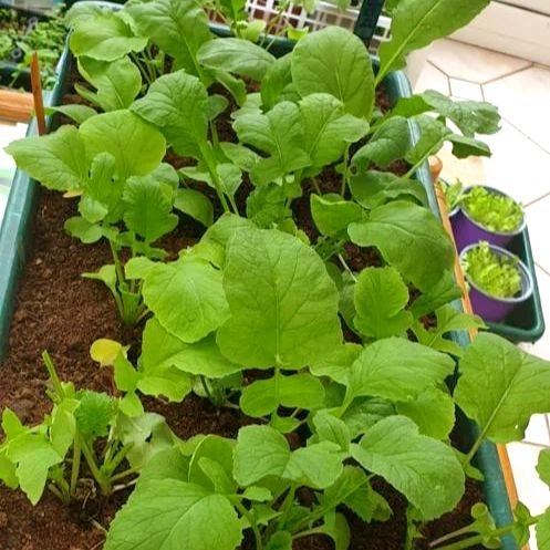 Plants in the community garden