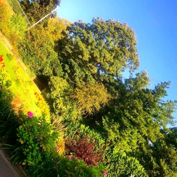 Autumn trees on a group walk