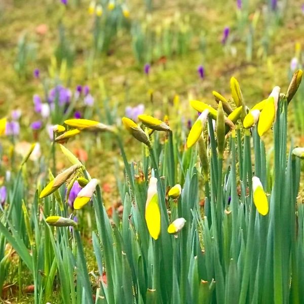 Daffodils on a spring walk
