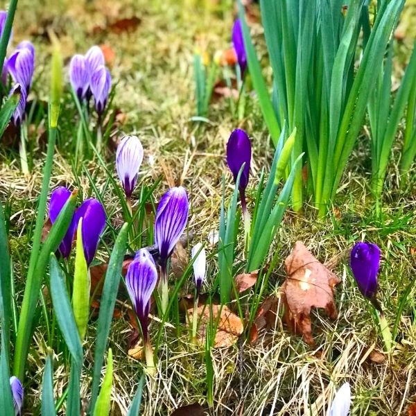 Spring flowers on a group walk